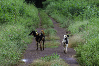 Horses standing in a field