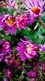 Close-up of purple flower