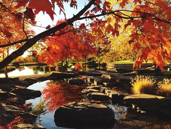 Autumn leaves in pond