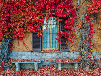 Red flowering plants on window of house