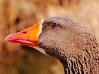 Close-up of bird