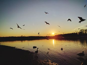 Birds flying over lake during sunset