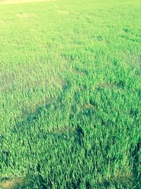 Full frame shot of grassy field