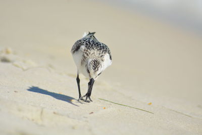 Close-up of a bird on sand