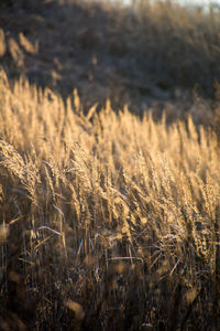 Close-up of reeds in field