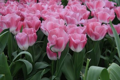 Close-up of pink flowers