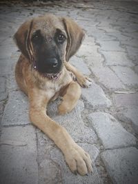 High angle portrait of dog sitting on floor