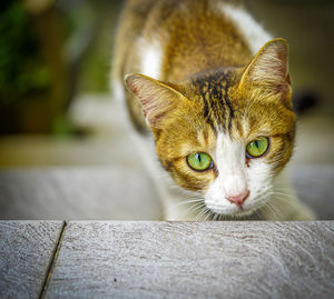 Close-up portrait of a cat sneaking for food