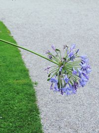 High angle view of purple flower plant