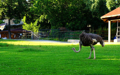 Horse on field against trees