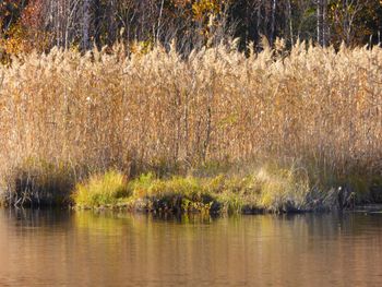 Scenic view of lake in forest