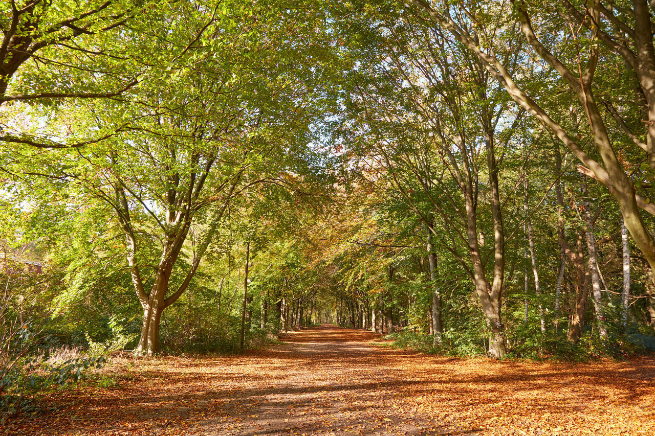 VIEW OF TREES IN FOREST