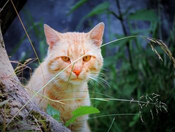 Close-up of cat