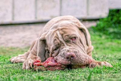 Close-up of dog eating meat outdoors