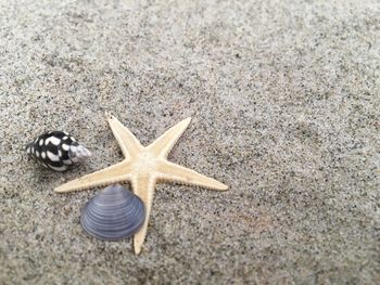 Close-up of a turtle on beach