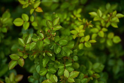 Close-up of green leaves