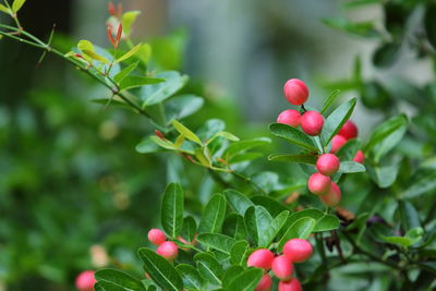 Fresh bengal currant, christ's thorn in the garden