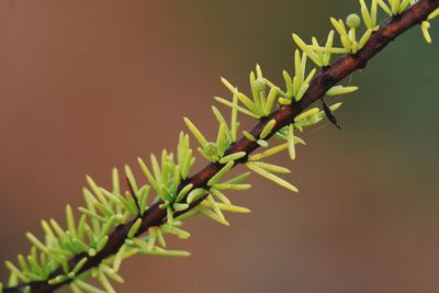 Close-up of green plant