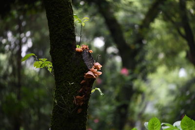 Lizard on tree trunk in forest