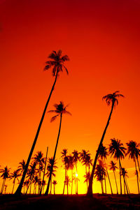 Silhouette palm trees on beach against orange sky