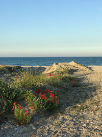 Scenic view of sea against clear sky