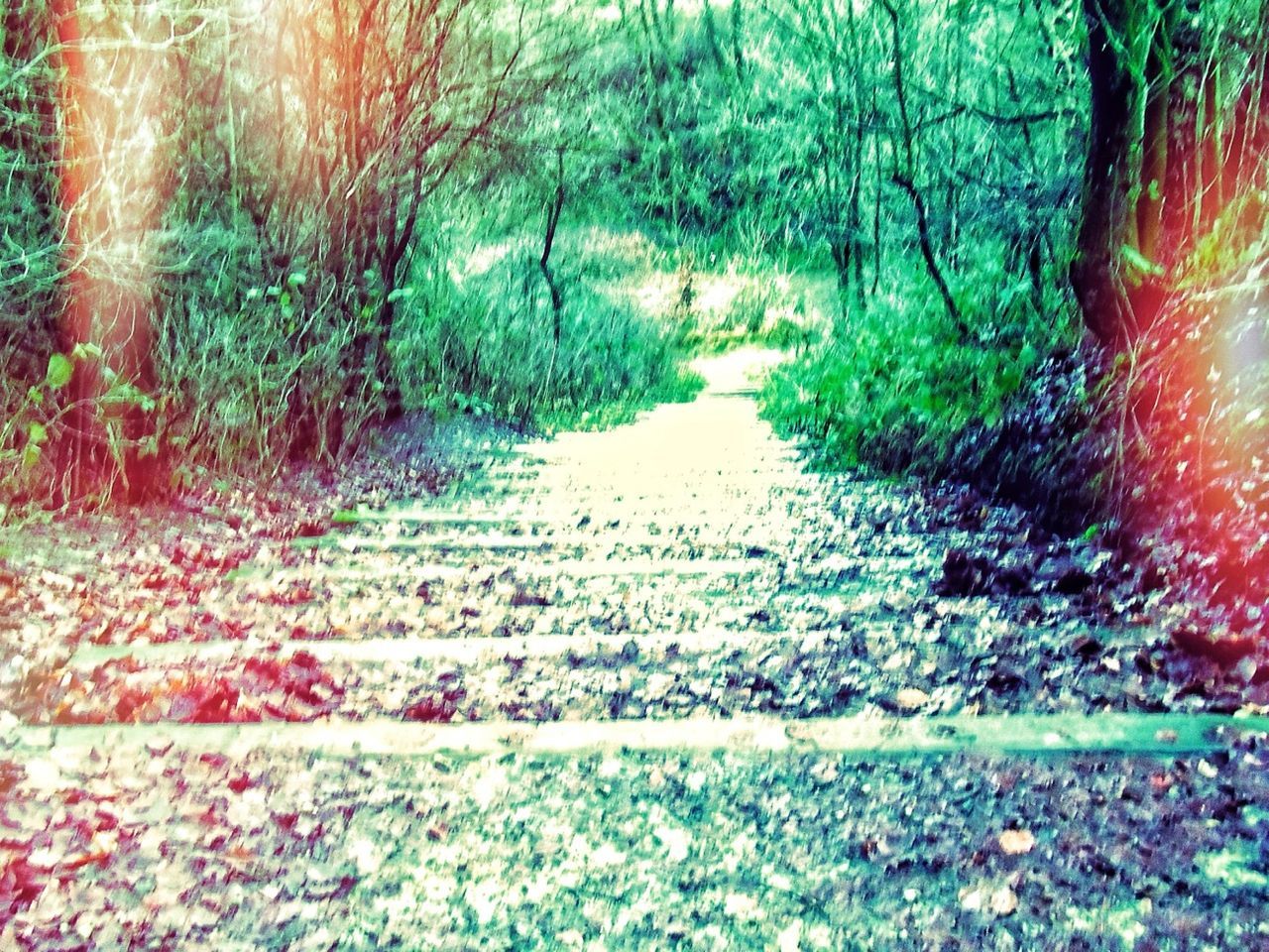 tree, growth, plant, nature, tranquility, the way forward, beauty in nature, forest, green color, flower, tranquil scene, park - man made space, day, outdoors, no people, scenics, footpath, grass, sunlight, diminishing perspective