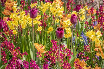 Close-up of multi colored tulips