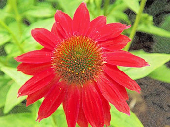 Close-up of red flowers