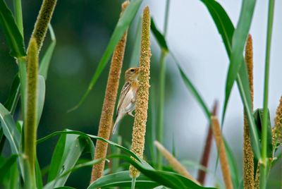 Close-up of insect on grass