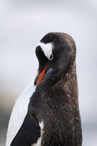 Close-up of gentoo penguin standing preening itself