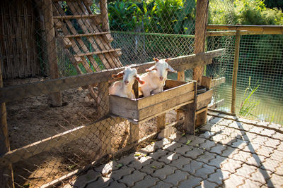 View of a bird in cage