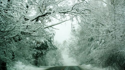 Close-up of snow covered trees in forest