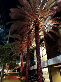 Low angle view of palm trees and buildings at night