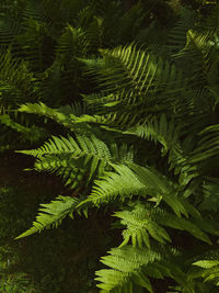 Close-up of pine tree