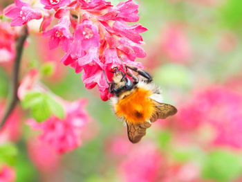 Close-up of bee on pink flower