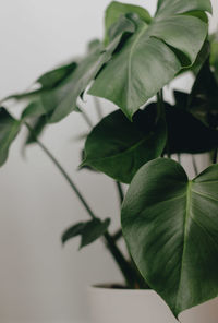 Close-up of green leaves