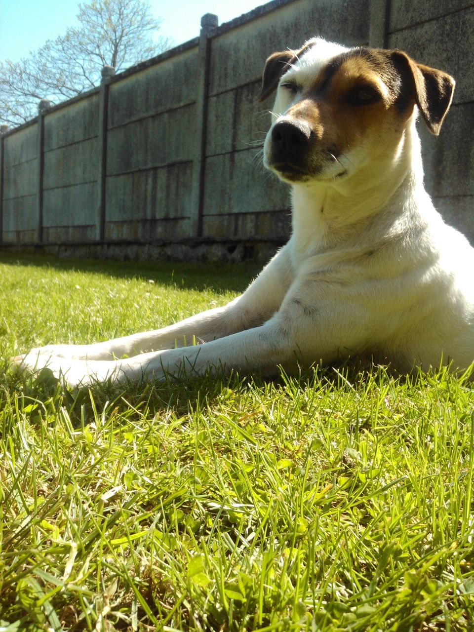 one animal, animal themes, grass, domestic animals, dog, pets, mammal, field, sunlight, grassy, plant, built structure, animal head, no people, day, front or back yard, close-up, outdoors, lawn, green color