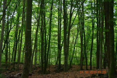 View of trees in forest