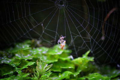 Close-up of spider on web