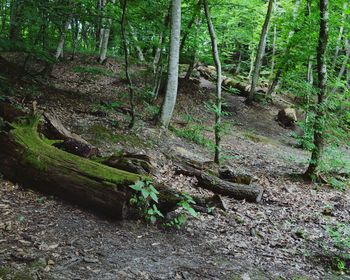 Trees in forest