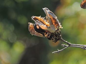 Close-up of butterfly on plant