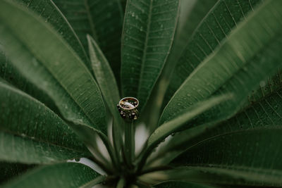 Close-up of rings on leaf