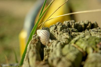 Close-up of a shell 