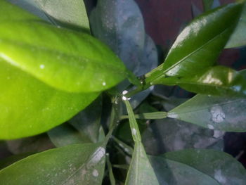 Close-up of wet leaves