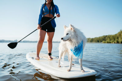 Japanese spitz dog standing on sup board, woman paddleboarding with pet on the lake early morning