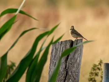 Close-up of bird perching on wood