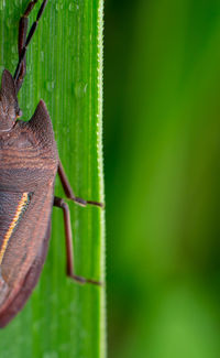 Close-up of insect on leaf