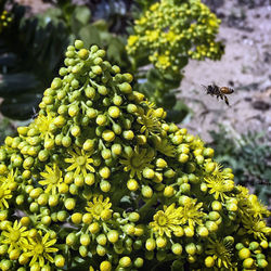 Close-up of bee on plant