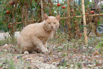 Portrait of cat sitting on land