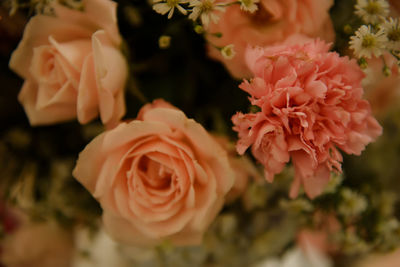 Close-up of pink flowers